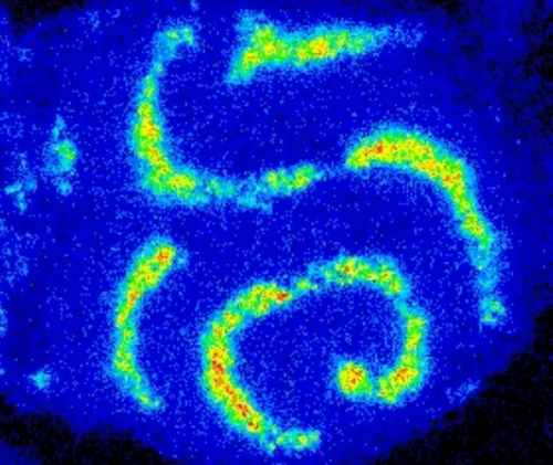 Traveling waves of curvature-inducing protein in a living mast cell. Image credit: Wu Lab, Yale University Scientific image