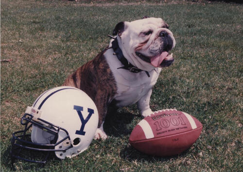 Dog with football helmet and football.