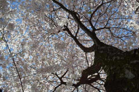 Canopy view of cherry blossoms in Wooster Square, New Haven. Photo by Ethan Bernard.