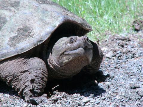 A snapping turtle crossing the Farmington Canal bicycle trail, Hamden, Connecticut. Photo by Ethan Bernard.
